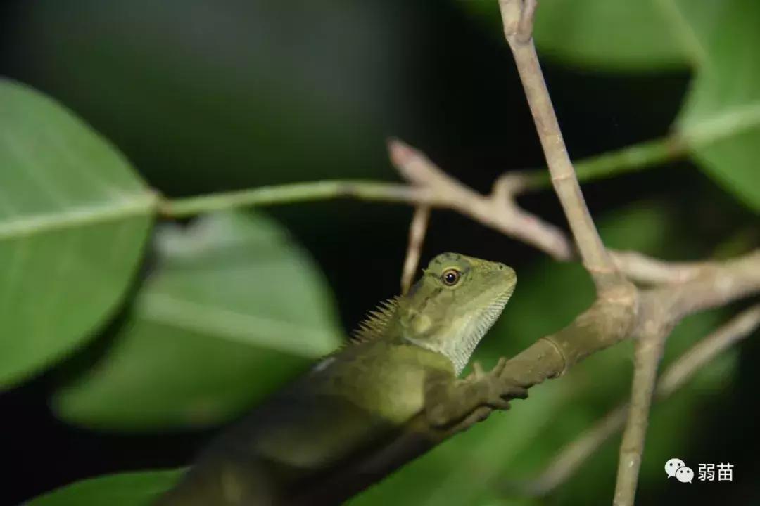西双版纳四日博物之旅，都有哪些新发现