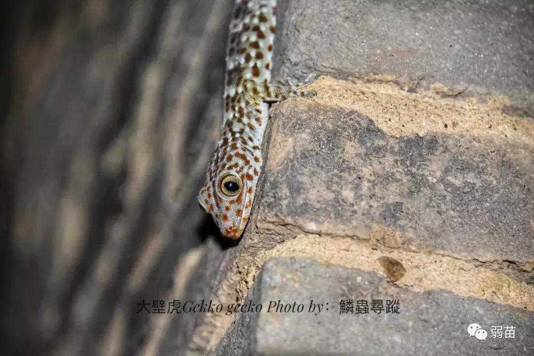 西双版纳四日博物之旅，都有哪些新发现