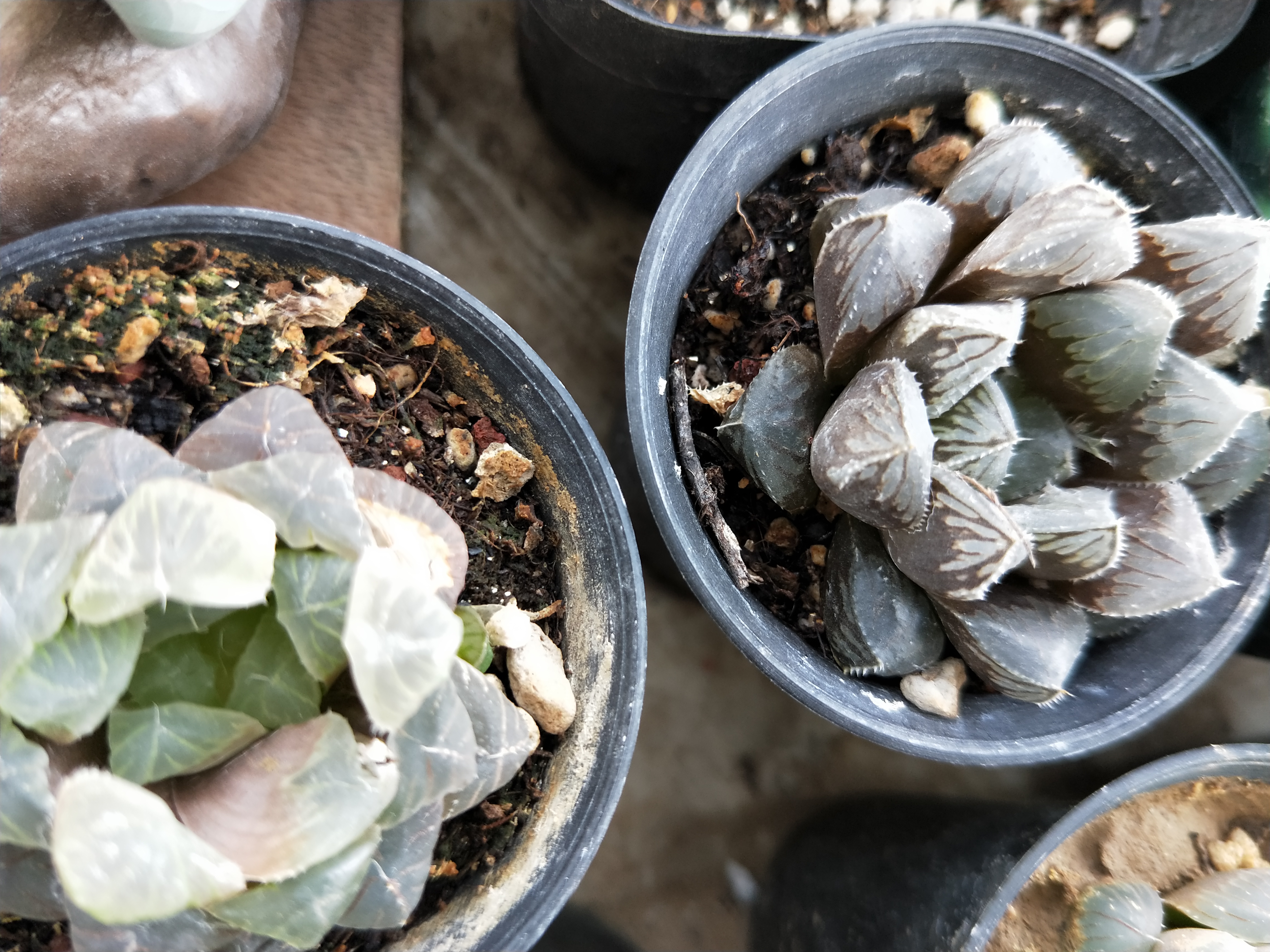 玉露叶片肥厚,玉露怎么养叶子肥厚有光泽