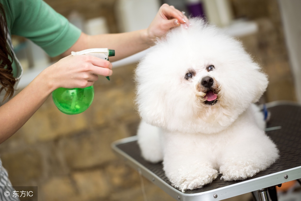 比熊犬多少钱一只母,比熊犬一般多少钱一只