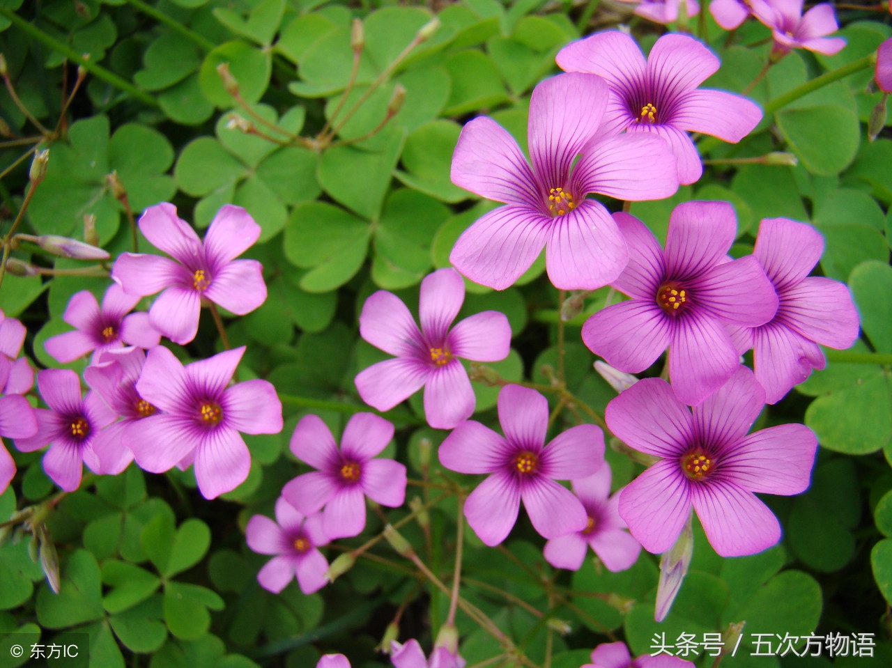酢浆草根块图片及功效与作用,酢浆草功效与作用图片欣赏