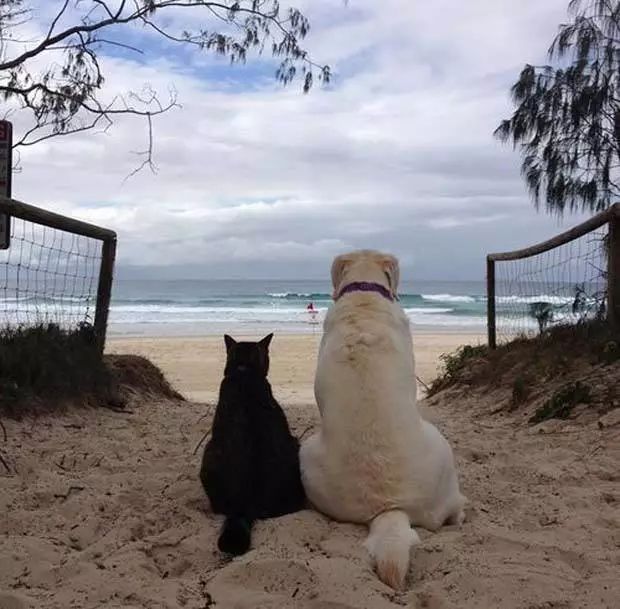 狗狗寄养怎么减轻狗狗忧虑,狗子出去不回家怎么办