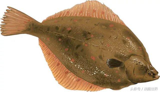 脑洞大开！“乌贼”“海豚”都齐活？看苏俄潜艇的“真名解放”！