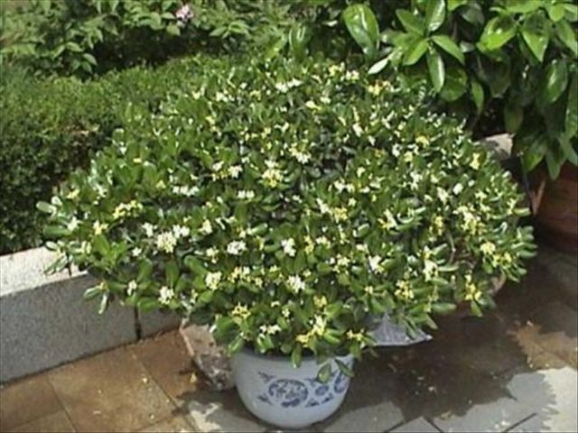 米兰花掉叶子的原因与解决方法,米兰花叶片发黄掉落怎么救