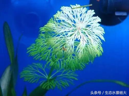 水草常见病,鱼缸水草常见病