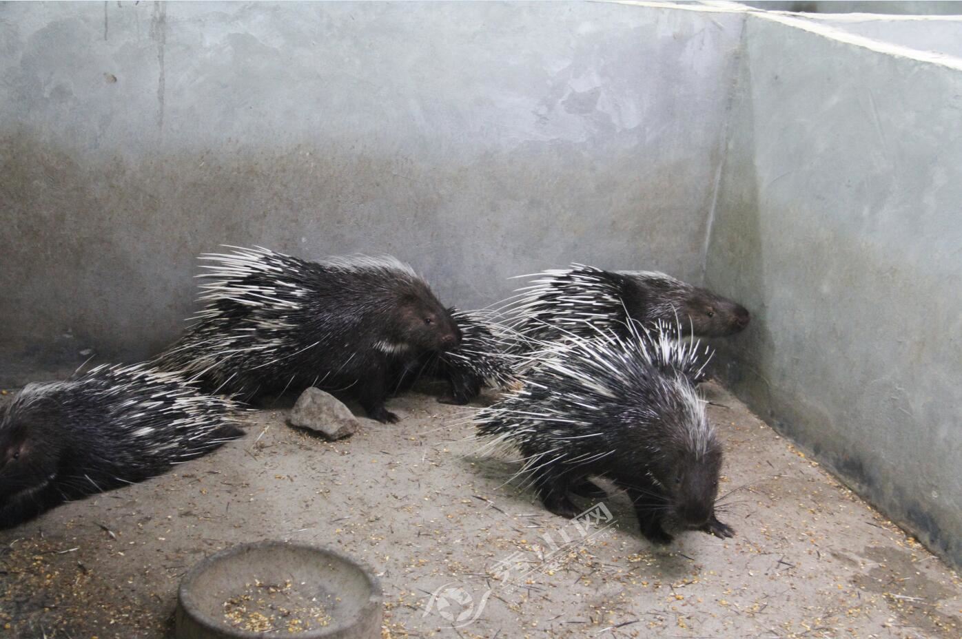 念好特色产业经奏响乡村富民曲,返乡创业致富养豪猪