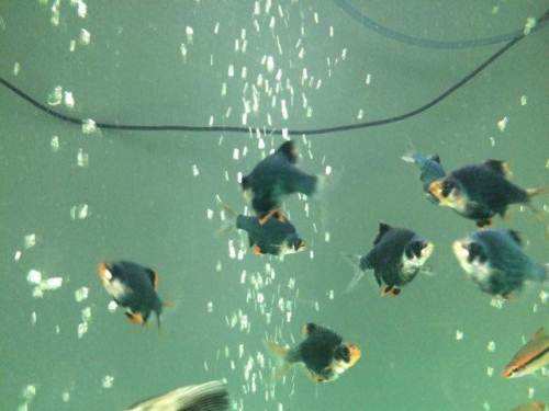 既想造景又想养鱼,鱼缸清洁一杆搞定六种功能