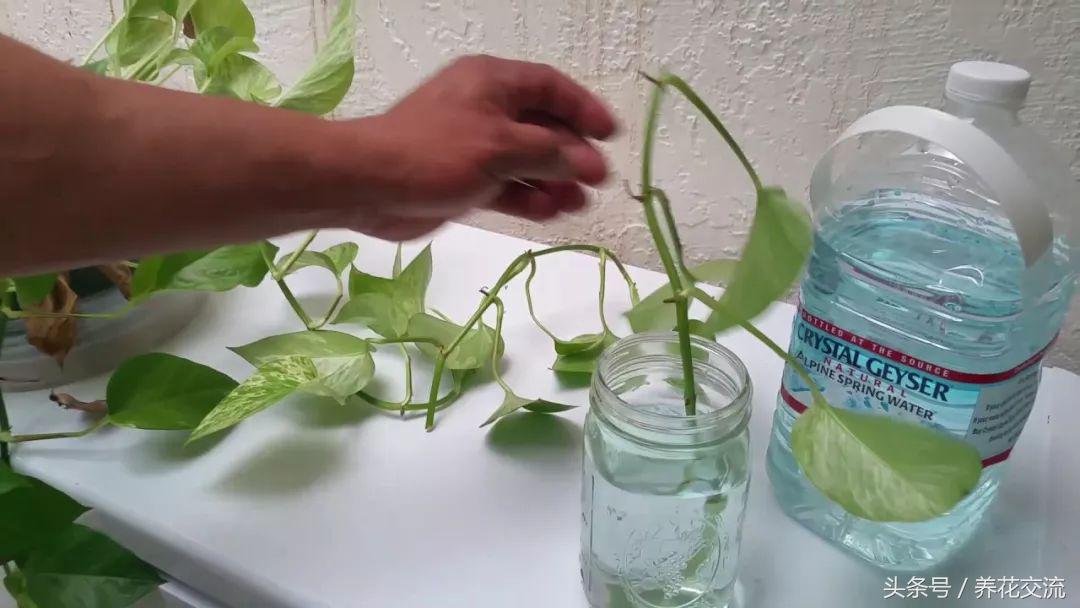 绿萝扦插快速生根方法水养,绿萝的扦插方法水培快速生根