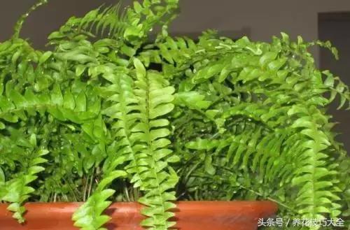 过期药品养花妙用,这些过期药品别扔拿来养花是神器