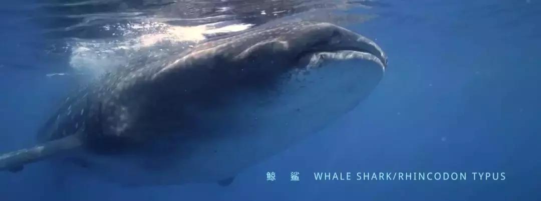 如果没有这部9.6，血腥猎奇的电影还要骗我们多久？