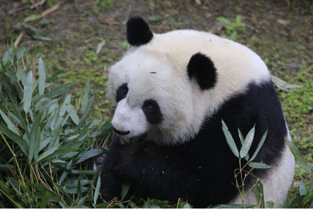 海归大熊猫“美轮”成VIPKID第6号员工小朋友迎来最萌学习伙伴