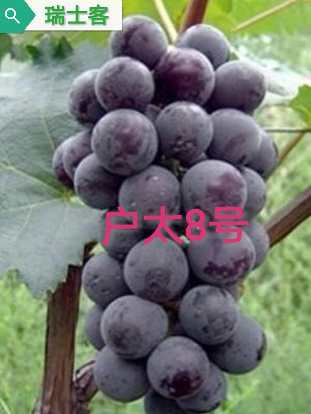 巨峰葡萄最新早熟品种,最适合巨峰葡萄最新种植技术