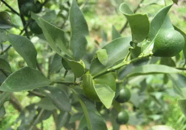 柑橘果树诱捕害虫方法,柑橘幼果病害预防