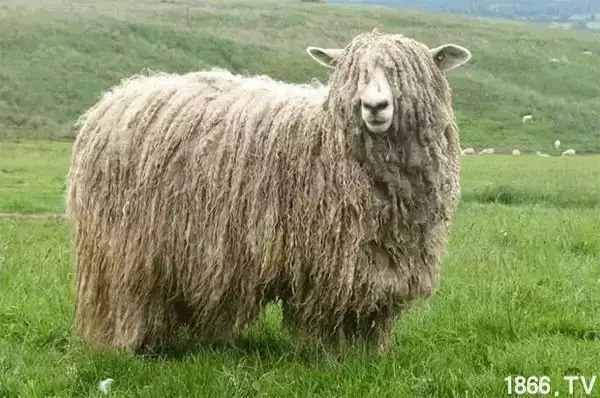 世界最好的羊种排名,世界上最好的羊是哪个羊