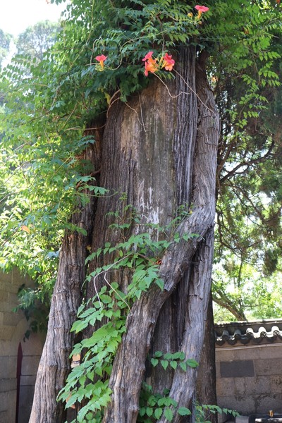 椴呴奔姘撮ズ闈掑矝宕傚北,宕傚北椴呴奔姘撮ズ