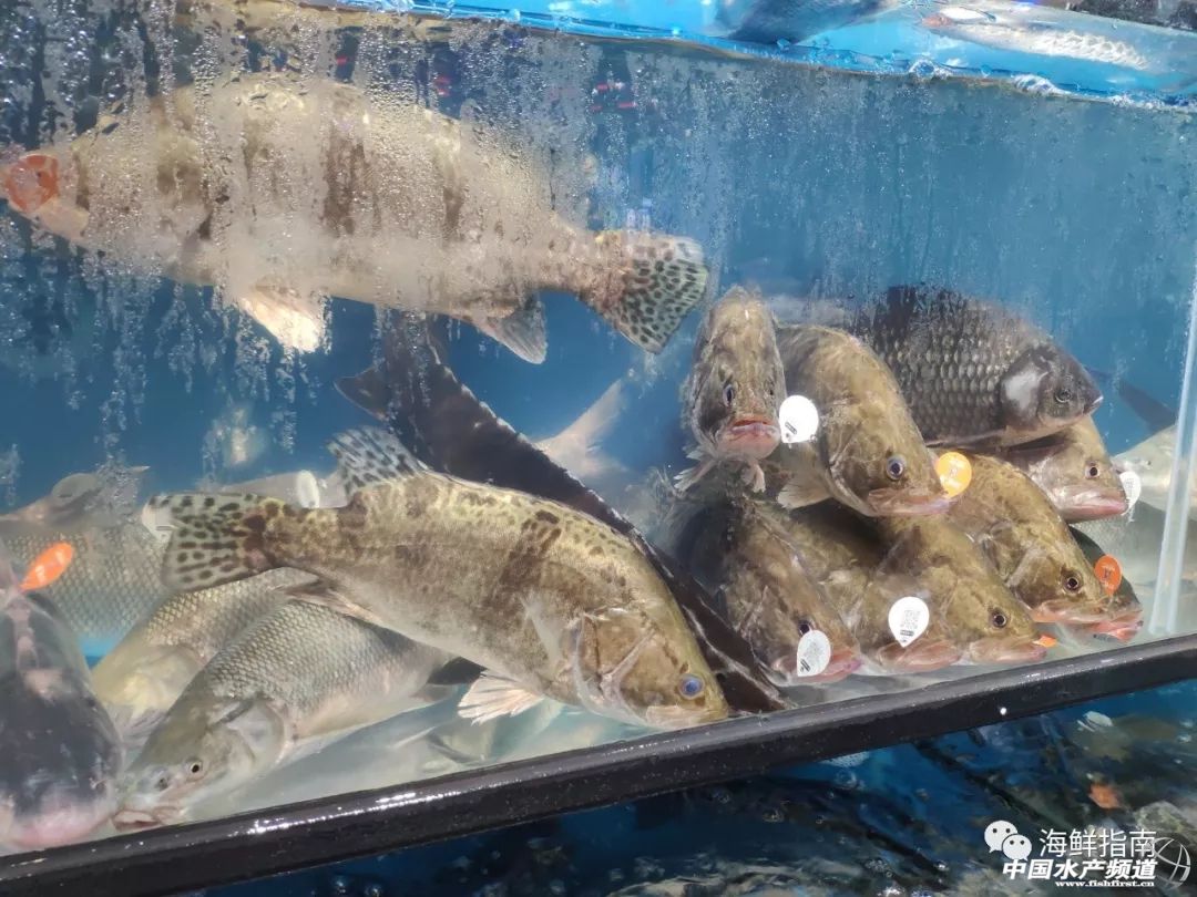 包船出海捕鱼,包船拖网捕鱼视频