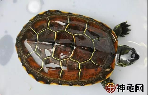 养龟处罚,多年养龟都不知道的误区