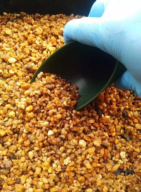 多肉掉的叶瓣怎么养活,多肉掉的叶子怎么种