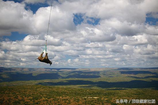 犀牛角的特征和图片,犀牛角的种类图片大全