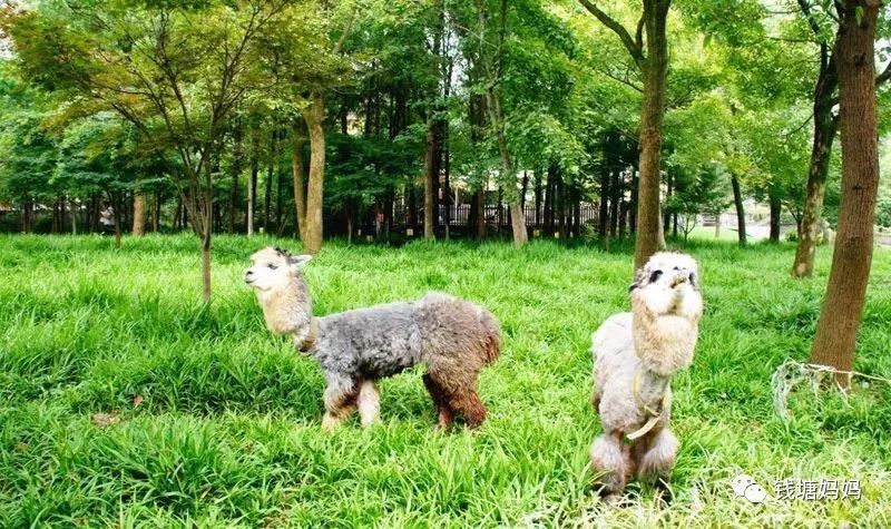 杭州有哪些亲子度假酒店推荐,杭州适合带孩子住的亲子主题酒店