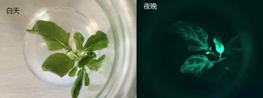 定制七夕礼物送老婆,定制七夕礼物送男友