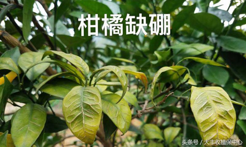 这些微量元素补不好还会让柑橘中毒？到底该怎么补呢？
