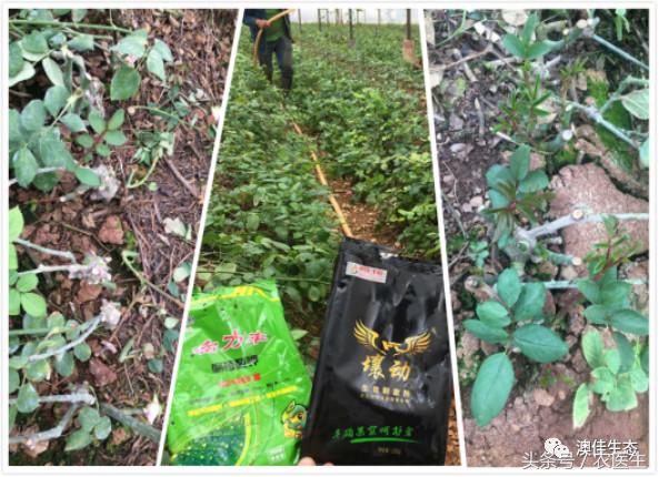 改善土壤板结专用药,专治土壤板结硬化酸化重茬