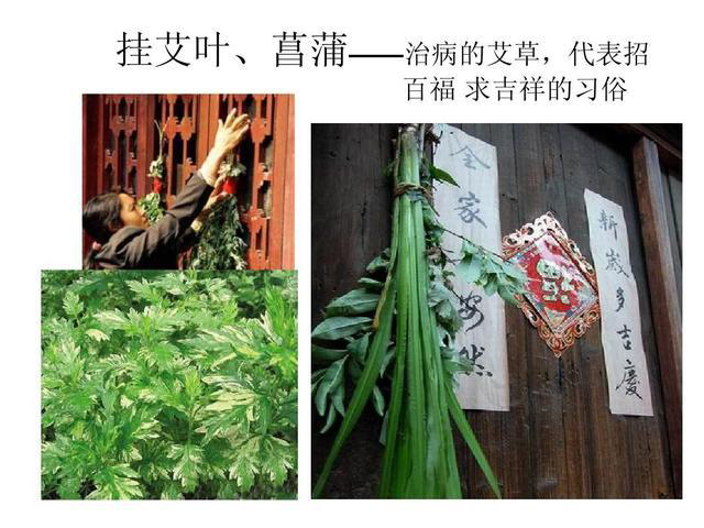 百草之王艾草的图片,百草之王是艾草吗