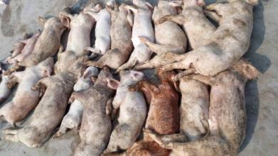 如何防治仔猪胃肠炎和流行性腹泻,仔猪传染性胃肠炎及腹泻综合征