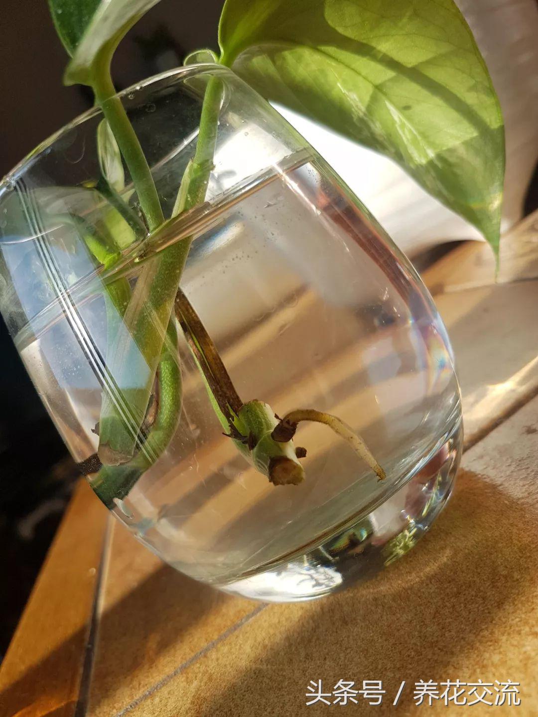 绿萝水培到土培注意事项,水培绿萝的十大禁忌