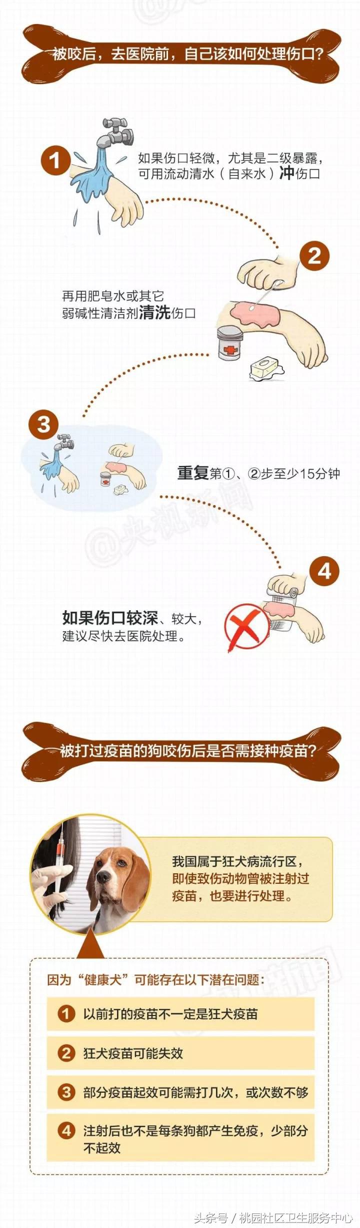 被狂犬病的狗咬伤得病的几率多大,被狗抓伤如何预防狂犬病