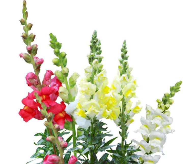 重瓣大花金鱼草的养殖方法,有关金鱼草的养殖方法和注意事项