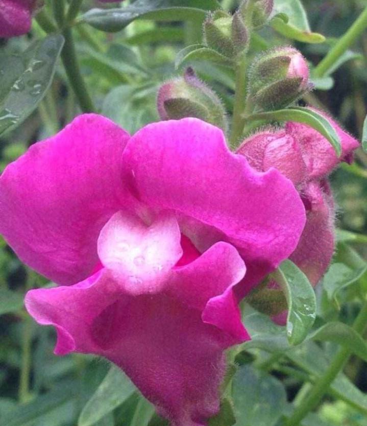 重瓣大花金鱼草的养殖方法,有关金鱼草的养殖方法和注意事项