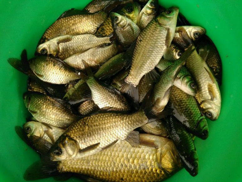 野生的鲫鱼很白正常吗,野生鲫鱼的最简单识别方法