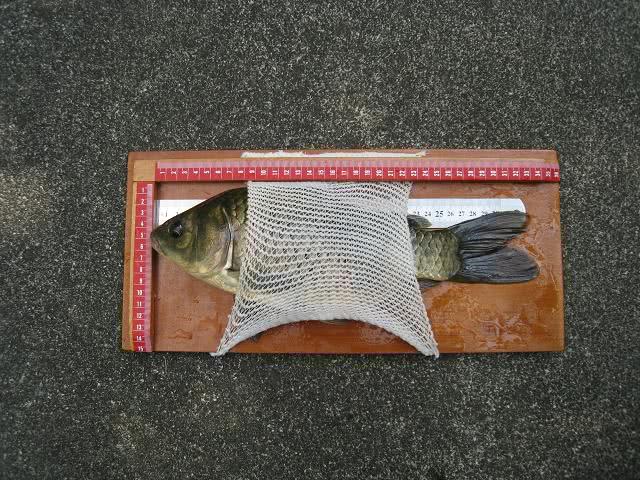 野生的鲫鱼很白正常吗,野生鲫鱼的最简单识别方法