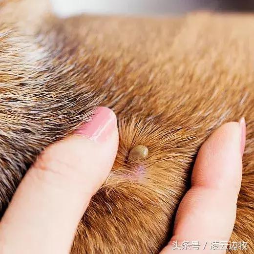 狗狗起红疹怎么办,狗狗红疹怎么治