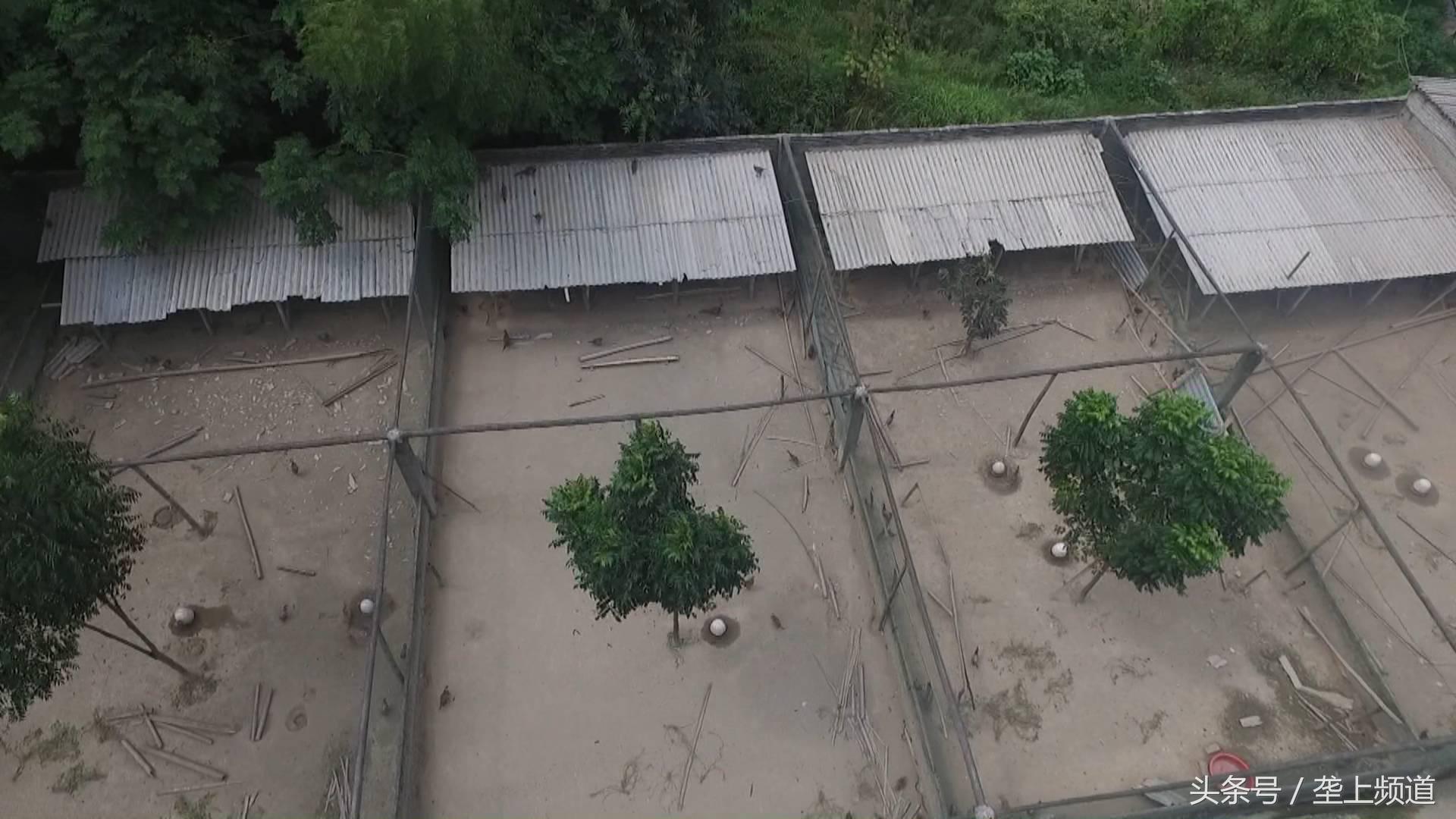 吃玉米、啄树皮，中药做护理，2斤多重的狂野“山鸡”，有啥特别