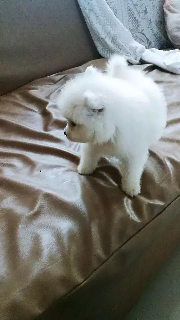 狗狗绝对不能吃到6种食物,狗狗十种不能吃食物