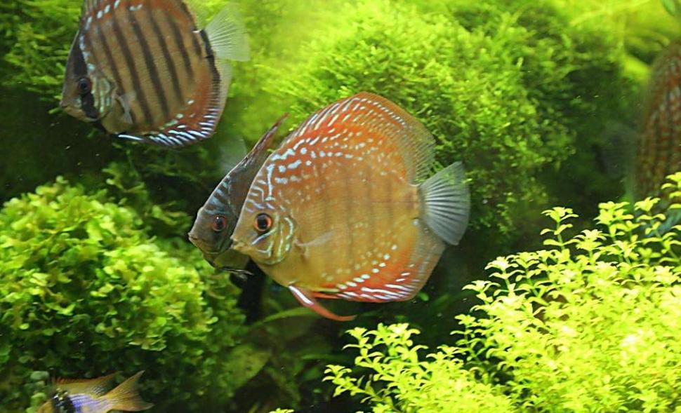 新手养小型热带鱼需要注意些什么,小的热带鱼哪些适合新手养