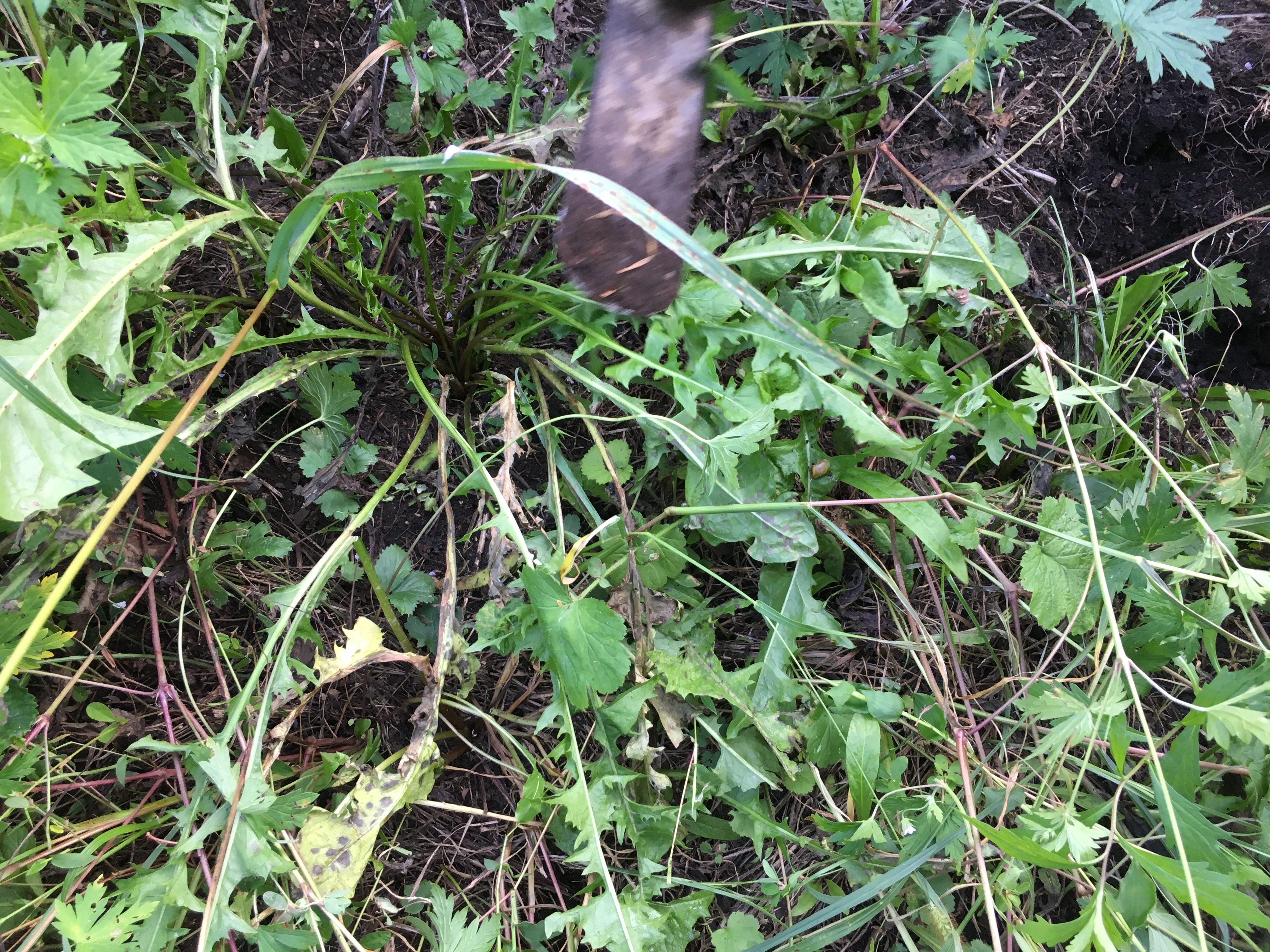 婆婆丁蘸酱菜顺丰包邮,东北婆婆丁蘸酱菜销量第一