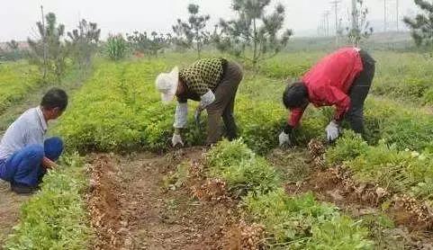 你薅（hao）过花生没？实拍花生收获全流程，提醒吃花生别吃霉的