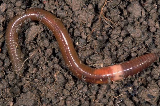 适合农村小型养殖的致富项目,适合农民的致富项目