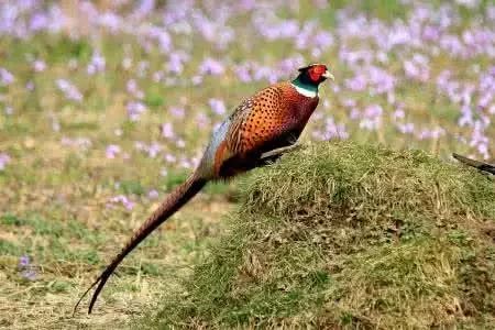 适合农村小型养殖的致富项目,适合农民的致富项目