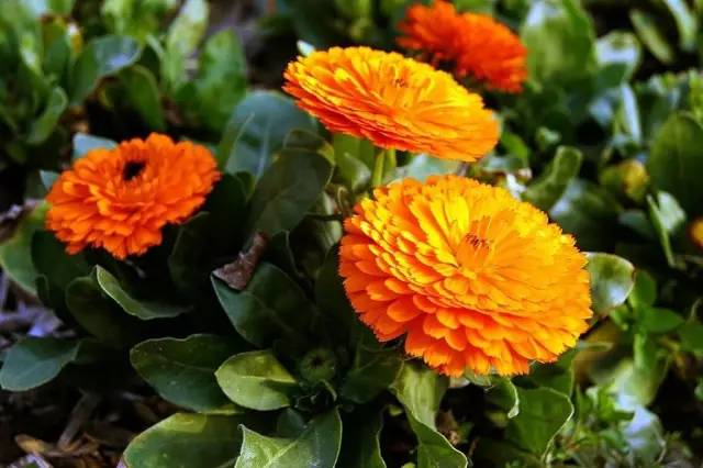 农村小型厂致富商机,农村商机加盟项目