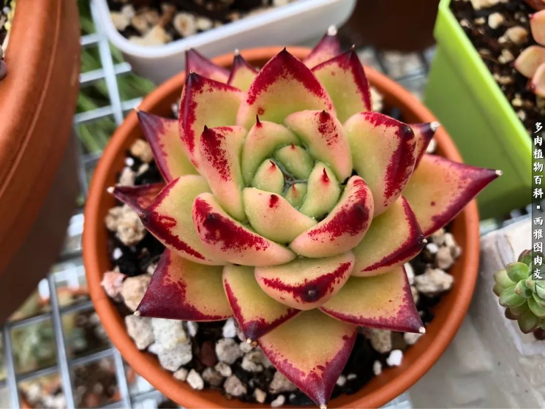 美国多肉,多肉西雅图