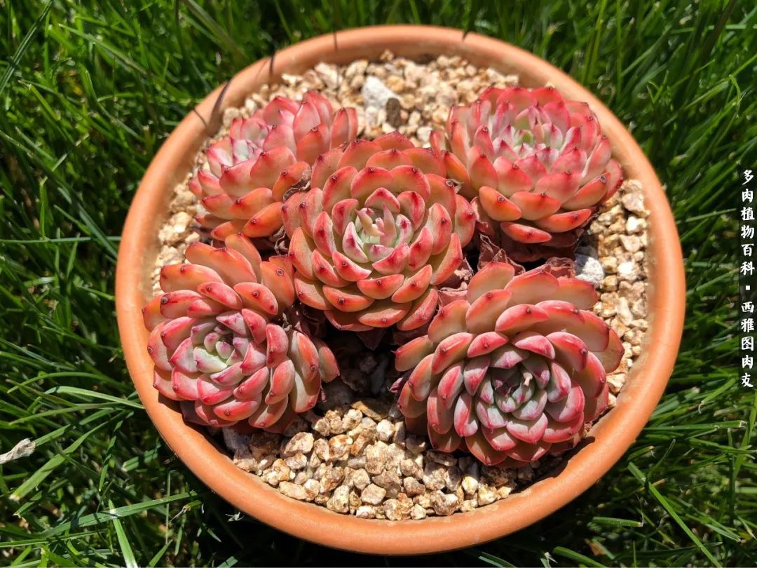 美国多肉,多肉西雅图