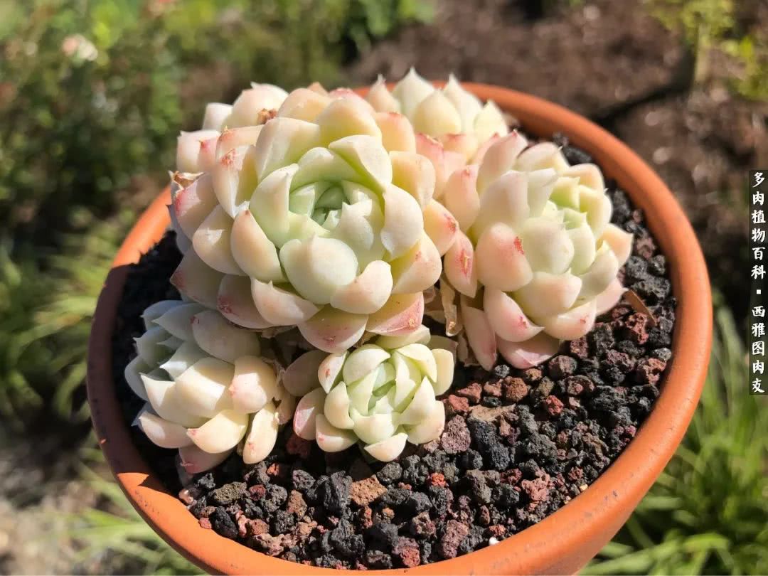 美国多肉,多肉西雅图