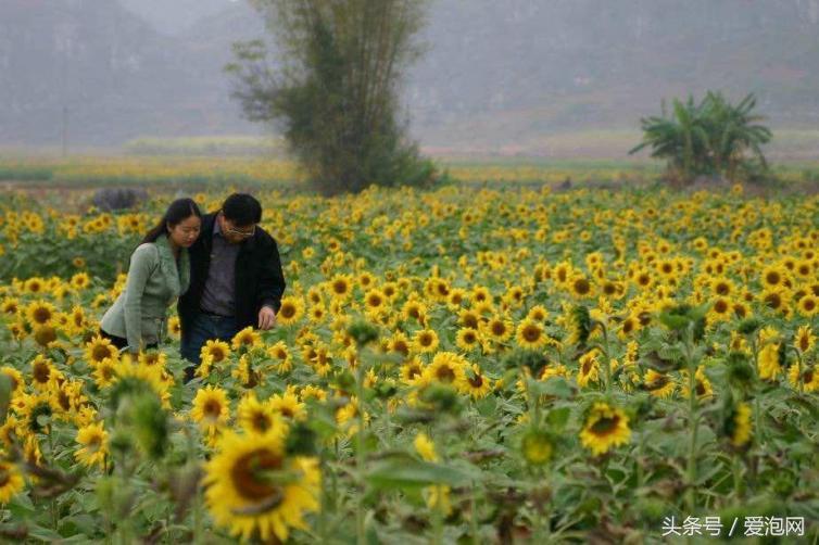春节南宁周边自驾游去哪里好玩,南宁出发云南自驾游最佳路线图