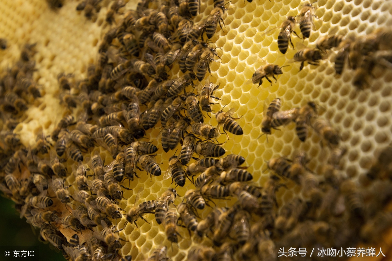 如何防止蜂群飞逃,收蜂过箱防飞逃十个小细节