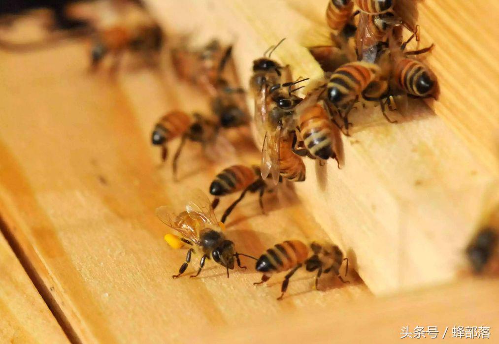 为什么杀螨后蜂群中出现大量爬蜂？该如何应对？